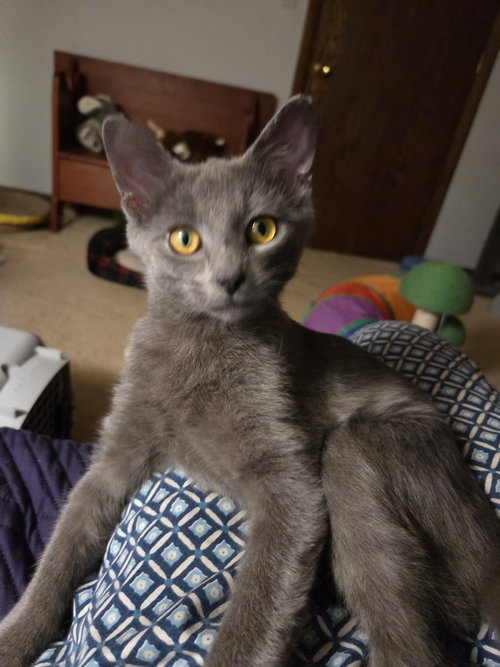 NICO - Domestic Short Hair available for adoption