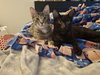 Genevieve and Jade (bonded pair) - Photo 1