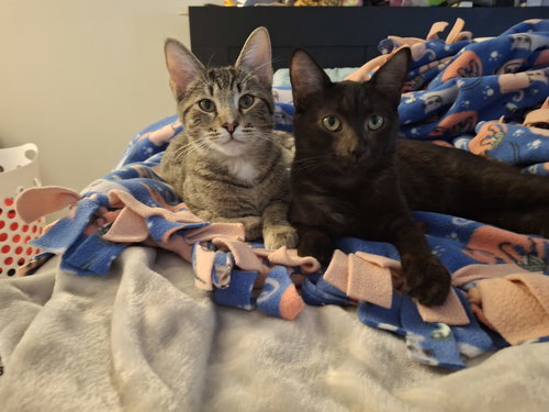 GENEVIEVE AND JADE (BONDED PAIR) - Domestic Short Hair available for adoption