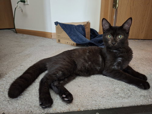 GENEVIEVE AND JADE (BONDED PAIR) - Domestic Short Hair available for adoption