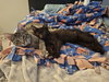 Genevieve and Jade (bonded pair) - Photo 4