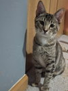 Genevieve and Jade (bonded pair) - Photo 6