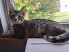 Genevieve and Jade (bonded pair) - Photo 7