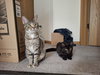 Genevieve and Jade (bonded pair) - Photo 8