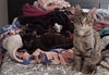 Genevieve and Jade (bonded pair) - Photo 10