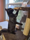 Genevieve and Jade (bonded pair) - Photo 11
