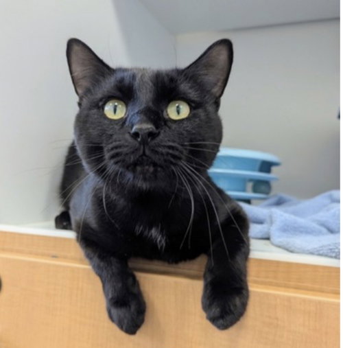 picture of the cat needing adoption