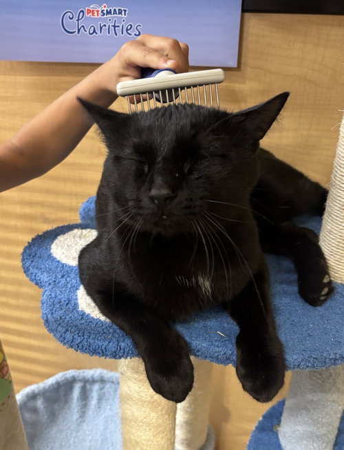 RUSHMORE - Domestic Short Hair available for adoption
