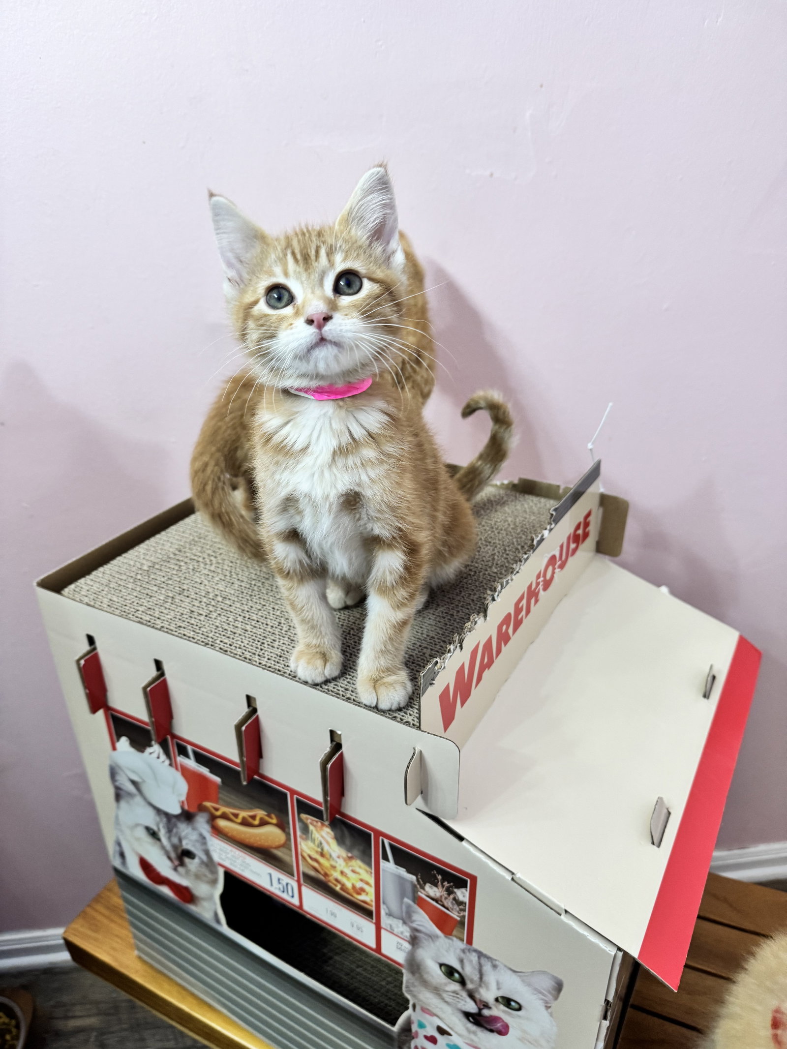 Charles  Domestic Short Hair (short coat) Male