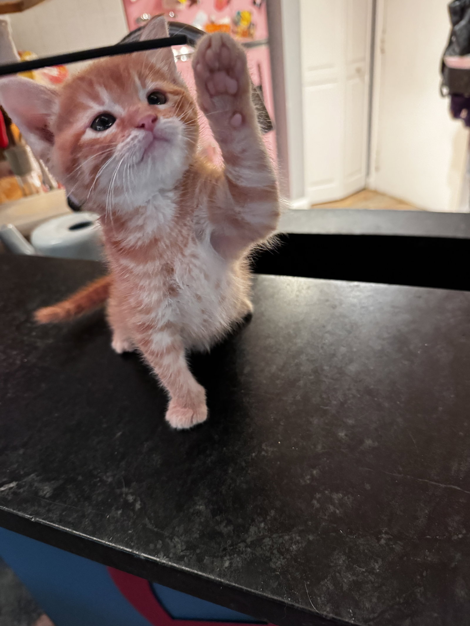 Almonzo  Domestic Short Hair (short coat) Male