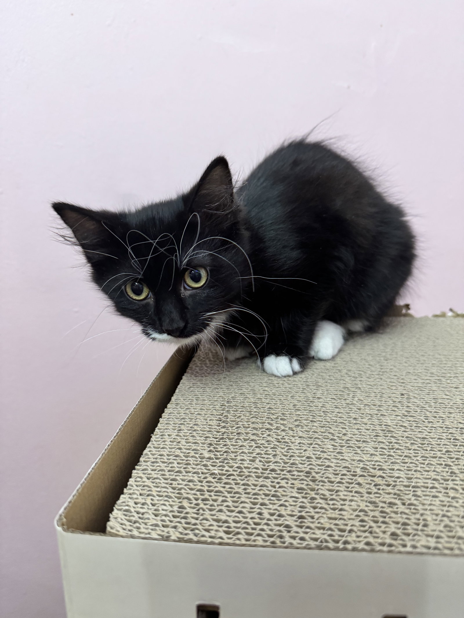 Mr. Edward  Domestic Long Hair (long coat) Male