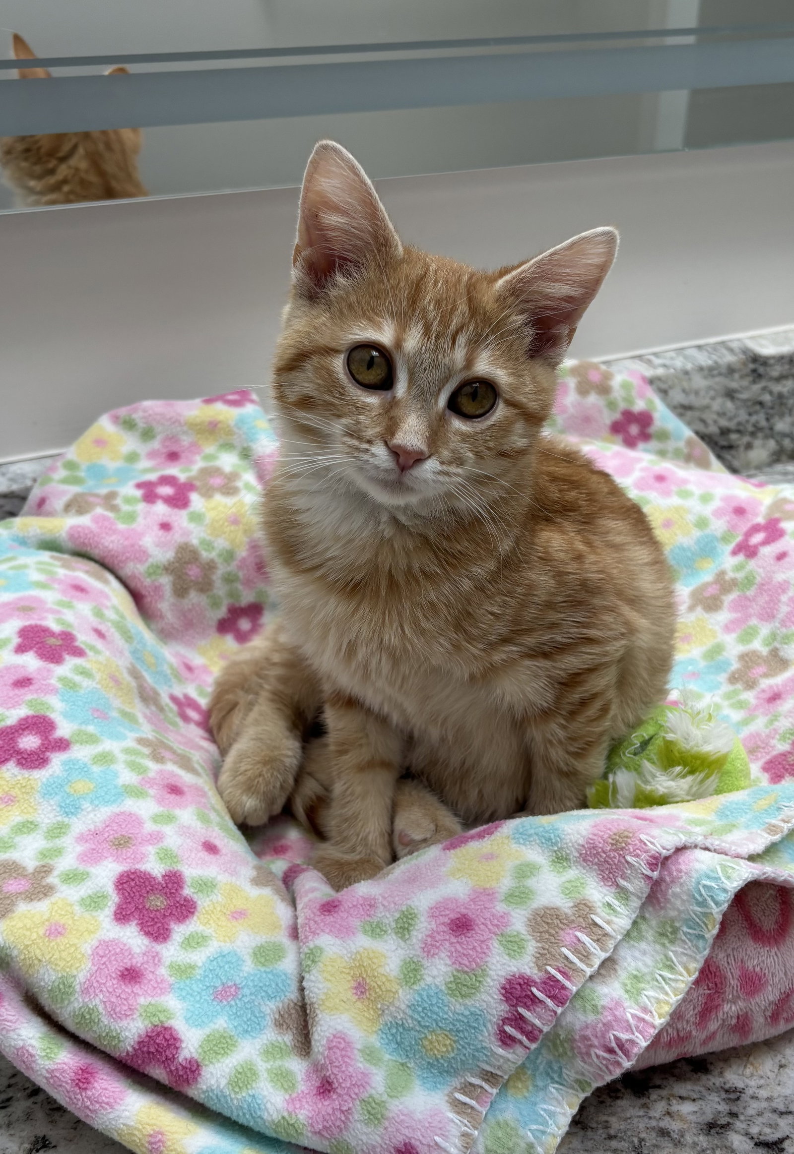 Apricot  Domestic Short Hair (short coat) Female