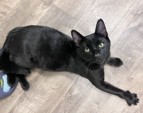 picture of the cat needing adoption