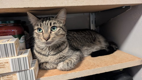 SUNNY - Domestic Short Hair available for adoption