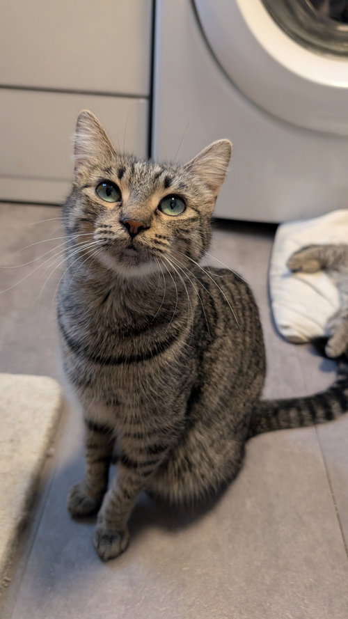 SUNNY - Domestic Short Hair available for adoption