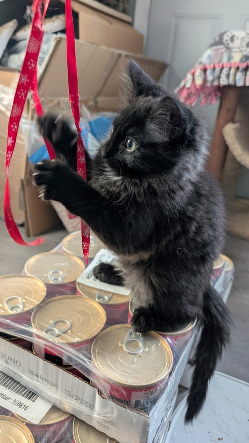BOLT & STORMY (*BONDED PAIR) - Domestic Long Hair available for adoption