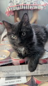Bolt & Stormy (*bonded pair) - Photo 3