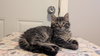 Bolt & Stormy (*bonded pair) - Photo 4
