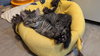 Bolt & Stormy (*bonded pair) - Photo 5