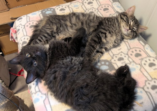 BOLT & STORMY (*BONDED PAIR) - Domestic Long Hair available for adoption