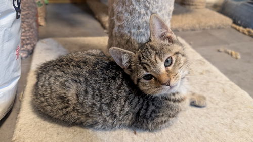 Dawn (CH)  Domestic Short Hair (short coat) Female
