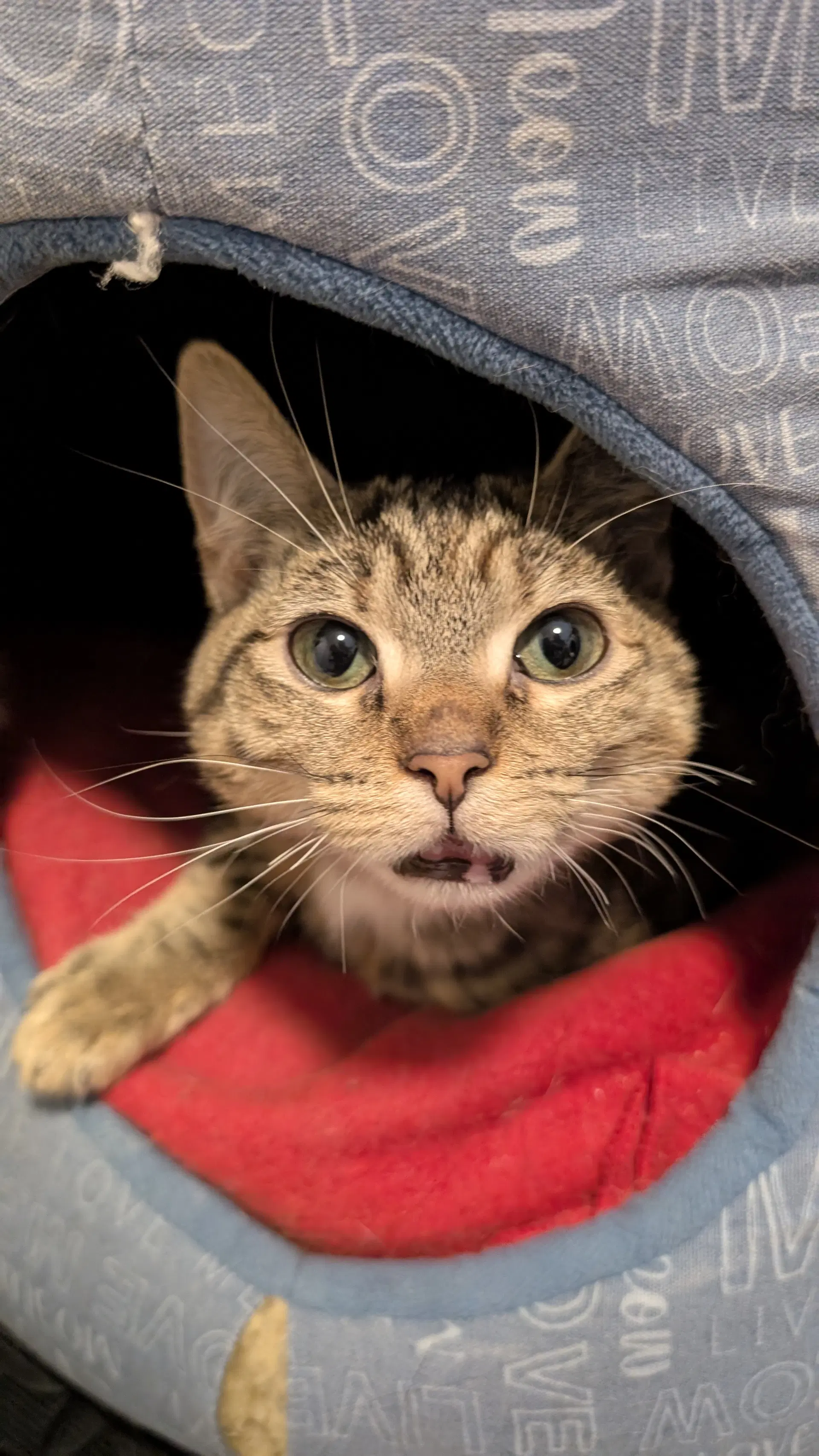 Dawn Ch - Domestic Short Hair