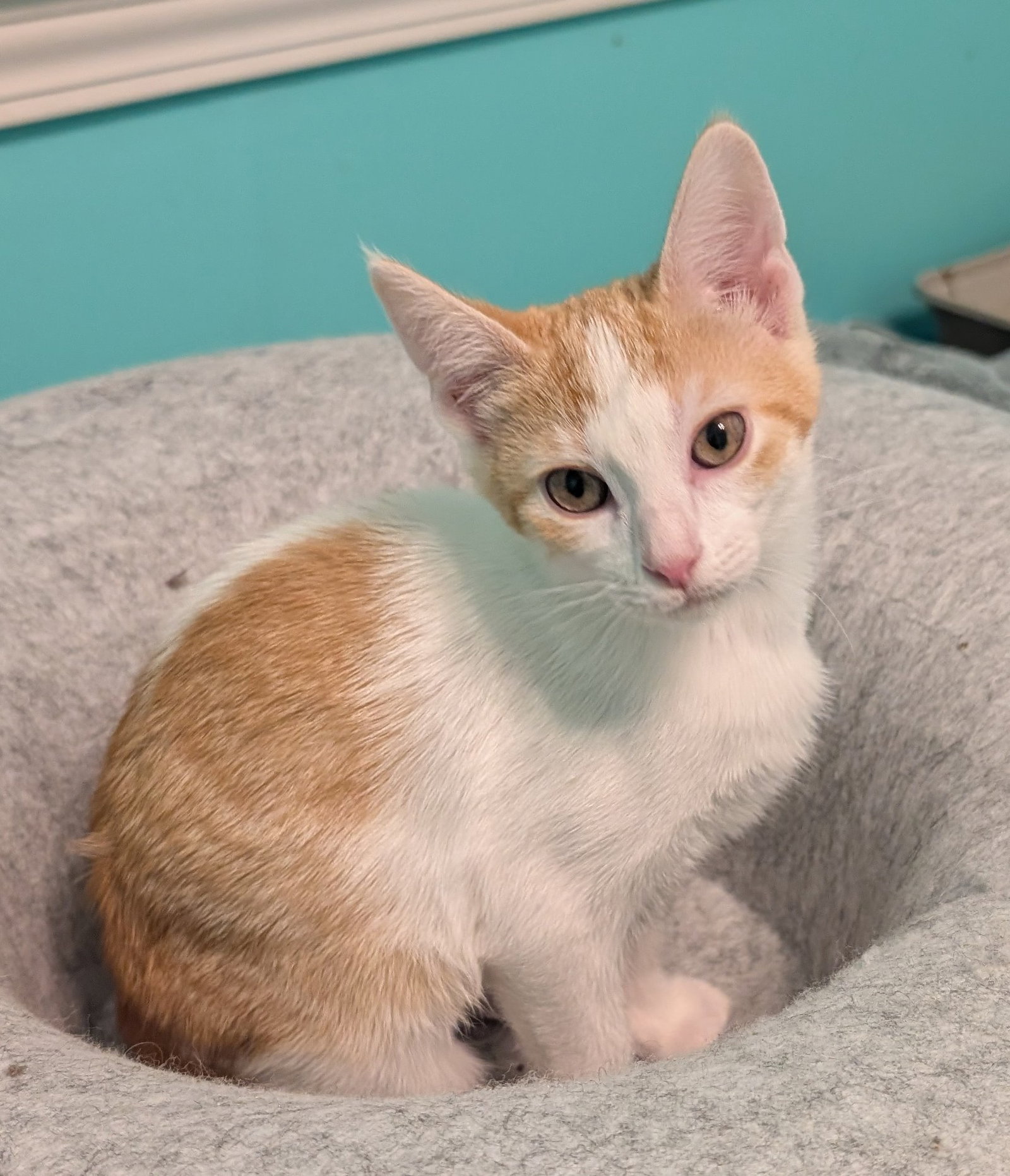 Hatchling  Domestic Short Hair (short coat) Female