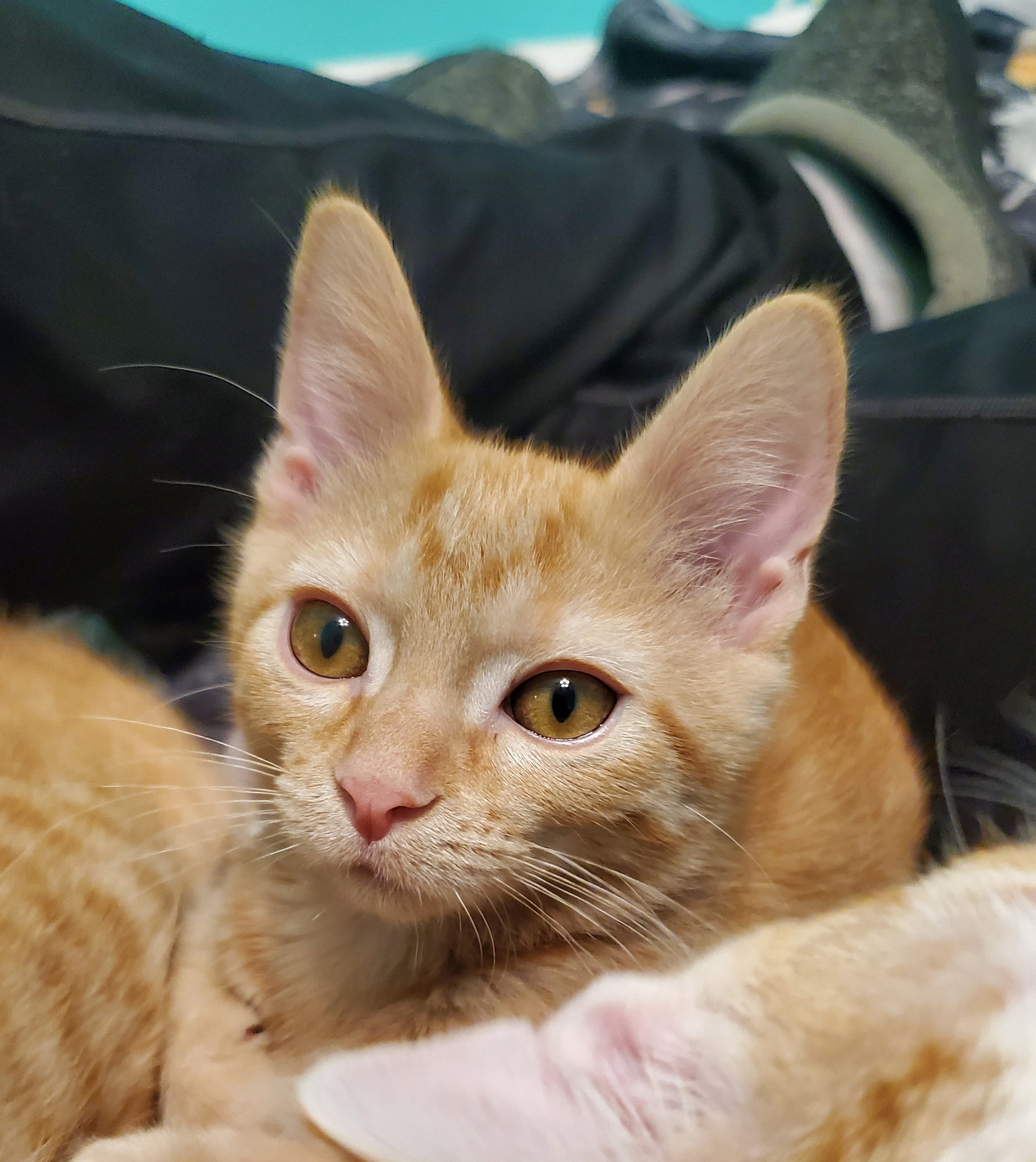 Hoglet  Domestic Short Hair / Tabby (short coat) Female