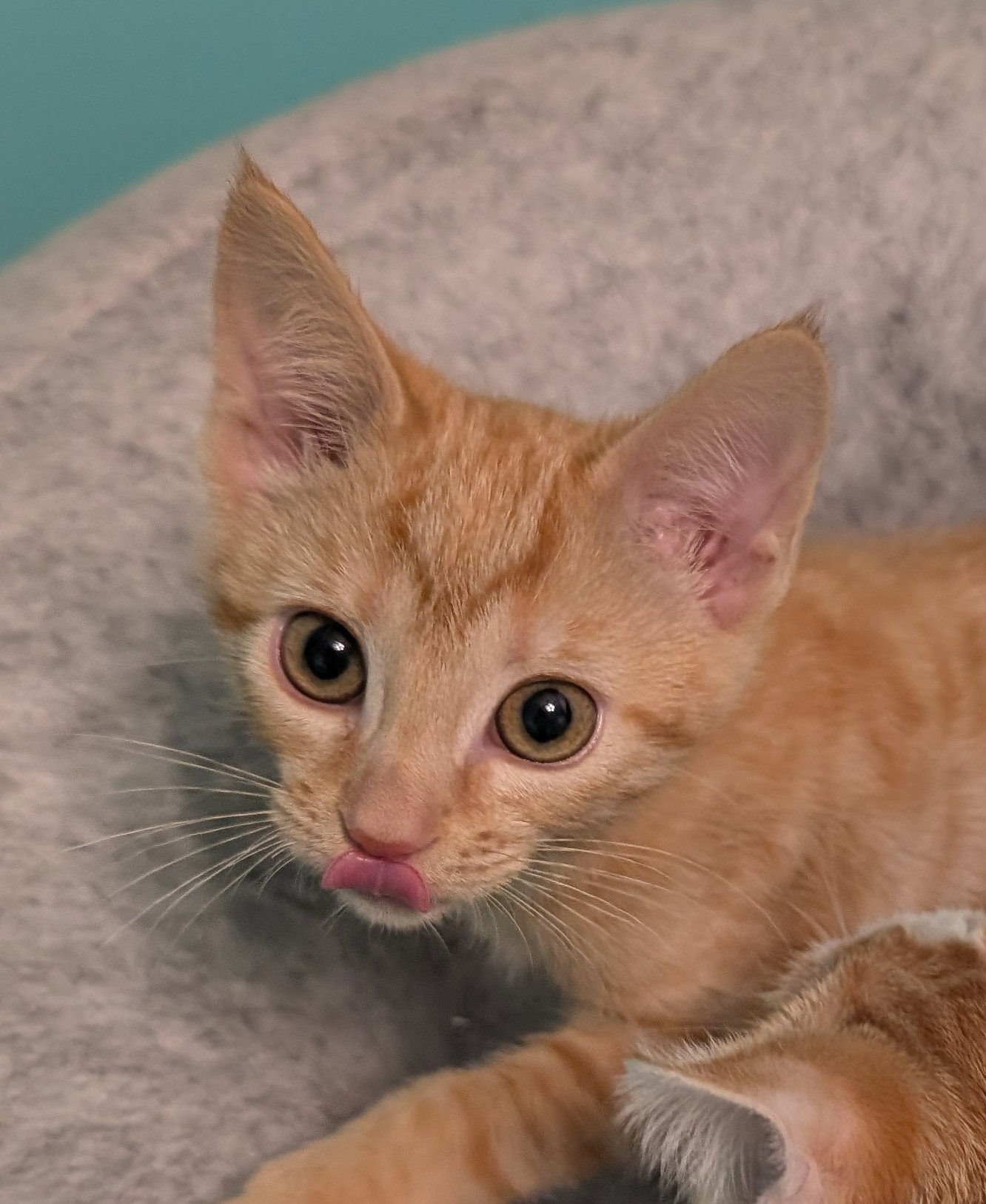 Gosling  Domestic Short Hair / Tabby (short coat) Female