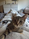 Luna - Photo 1