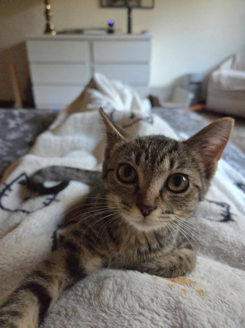 LUNA - Domestic Short Hair available for adoption