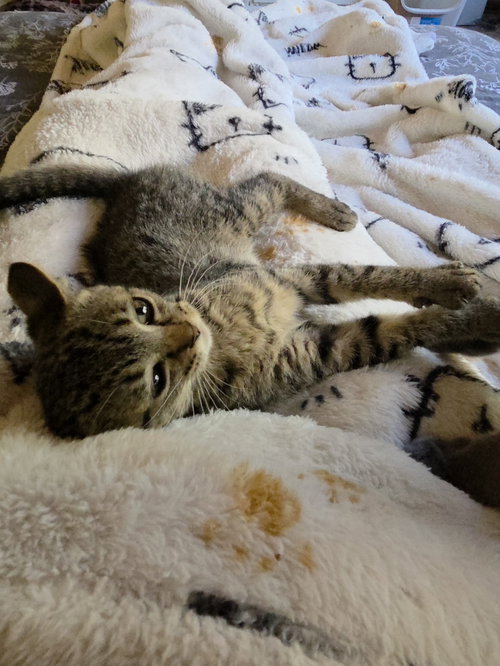 LUNA - Domestic Short Hair available for adoption