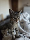 Luna - Photo 3