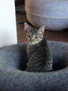 Luna - Photo 4