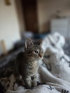 Luna - Photo 5