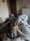 Luna - Photo 6