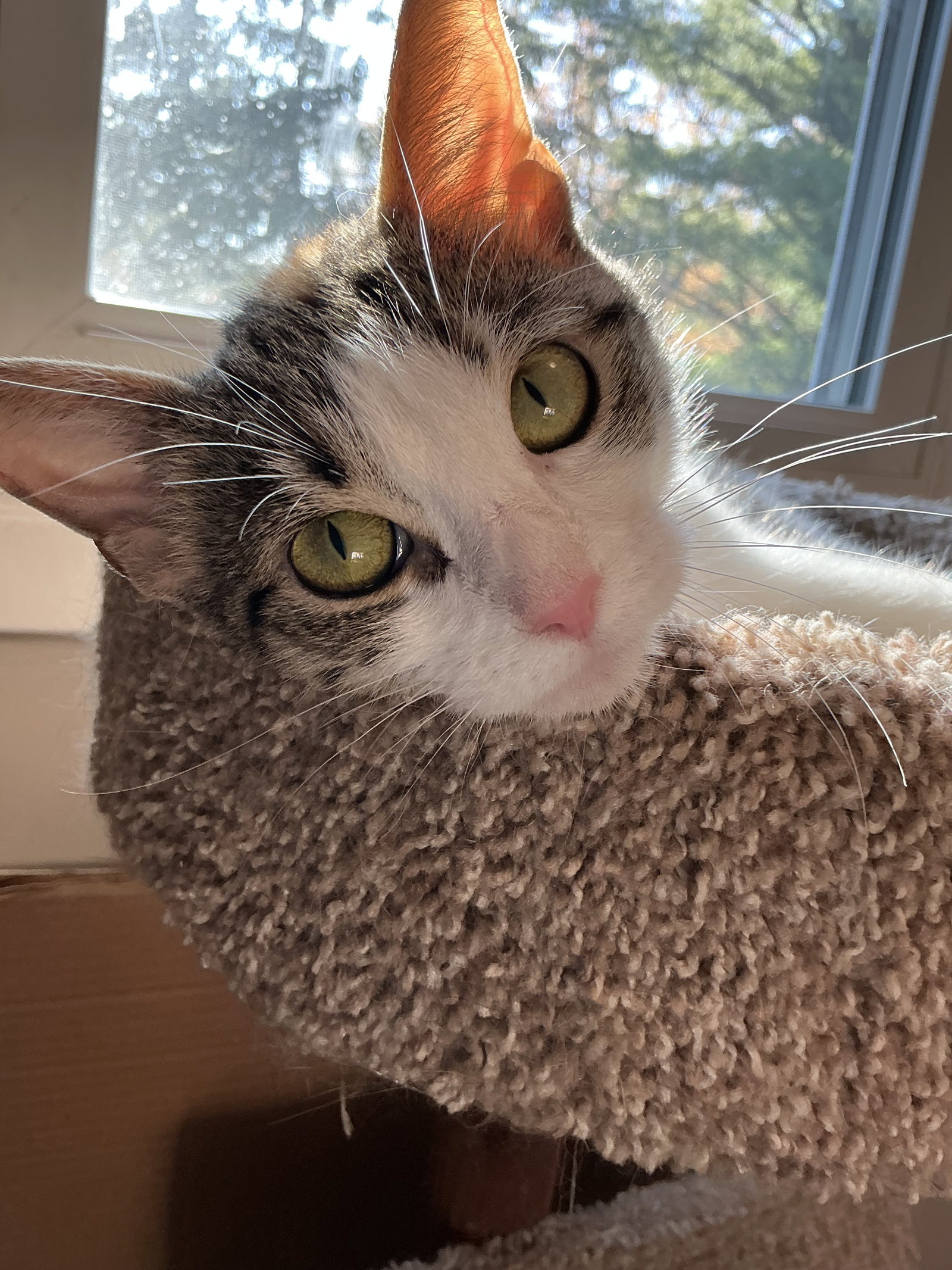 Cindy  Domestic Short Hair (short coat) Female