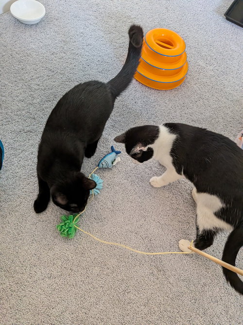 MABEL AND LEO *BONDED PAIR* - Domestic Short Hair available for adoption