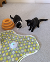 Mabel and Leo *Bonded Pair* - Photo 2