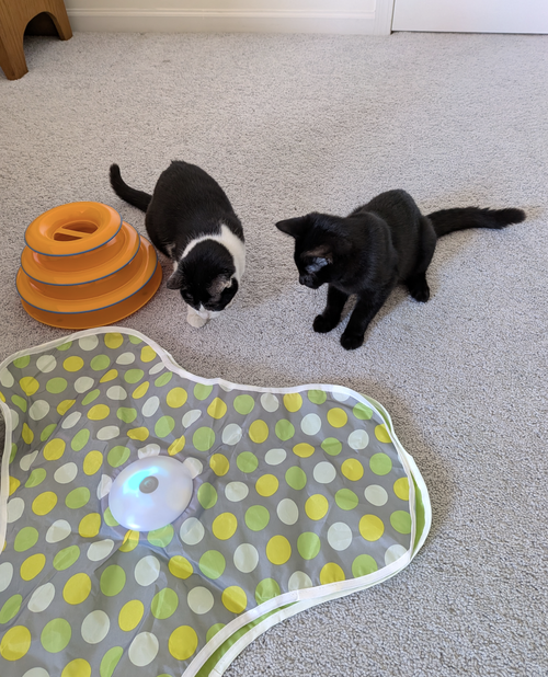 MABEL AND LEO *BONDED PAIR* - Domestic Short Hair available for adoption