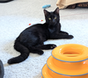 Mabel and Leo *Bonded Pair* - Photo 4