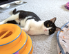 Mabel and Leo *Bonded Pair* - Photo 5