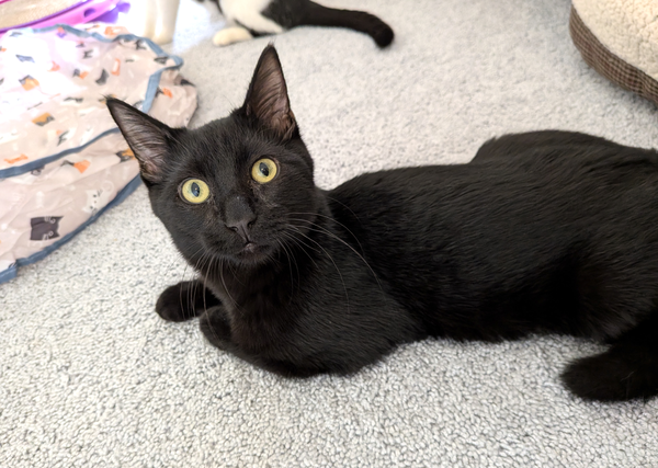 Mabel and Leo *Bonded Pair*