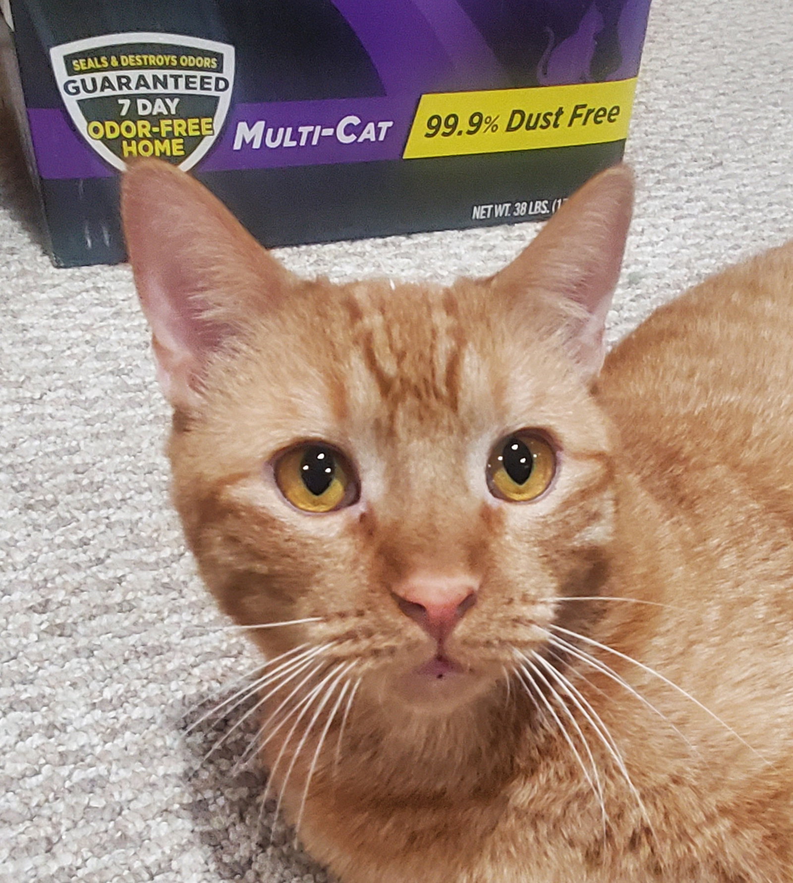 Tobias  Domestic Short Hair / Tabby (short coat) Male