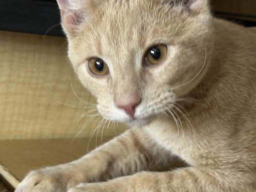 picture of the cat needing adoption