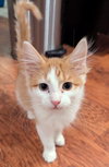 Sam - Photo 1