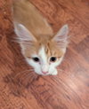 Sam - Photo 2