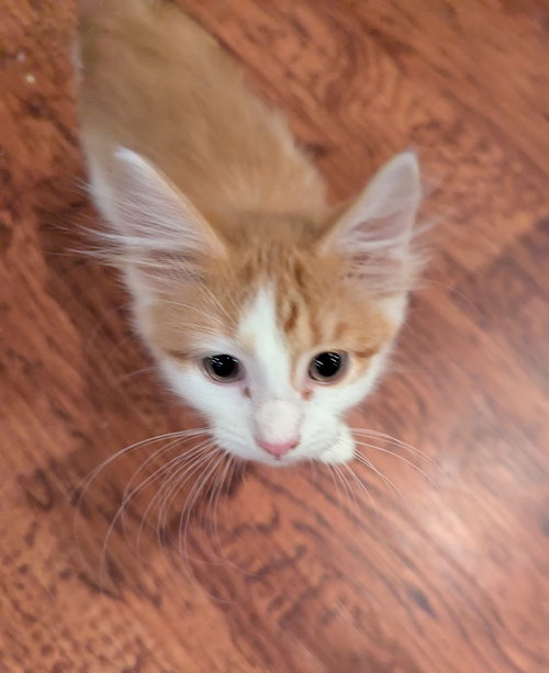 SAM - Domestic Long Hair available for adoption