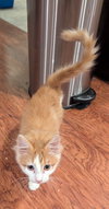 Sam - Photo 3