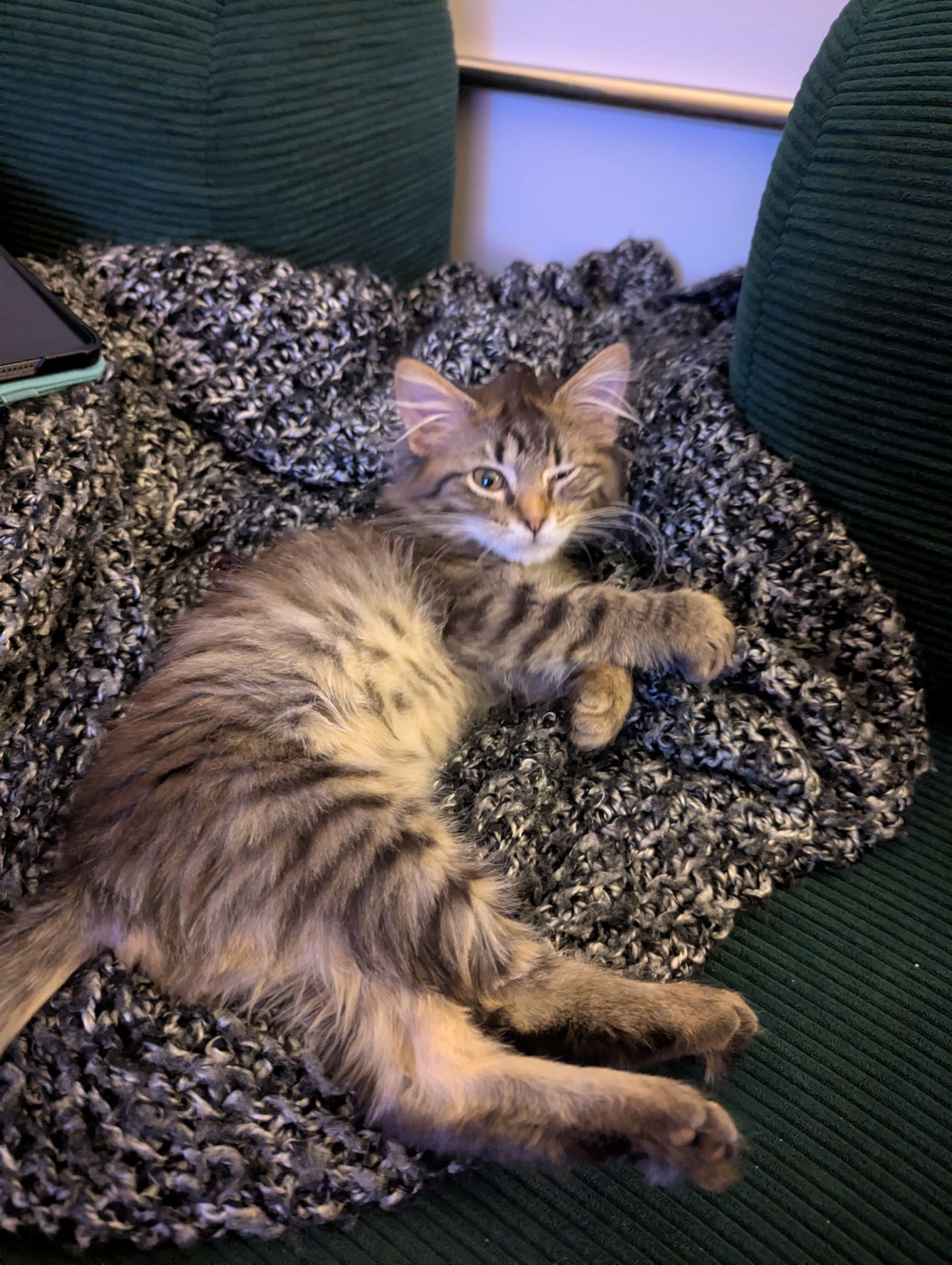 Carla  Domestic Long Hair (long coat) Female